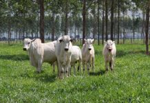 Embrapa divulga estudo inédito sobre tendências para cadeia de carne bovina