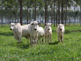 Embrapa divulga estudo inédito sobre tendências para cadeia de carne bovina