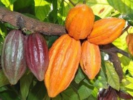 Rondônia se mobiliza para fortalecer cadeia produtiva do cacau