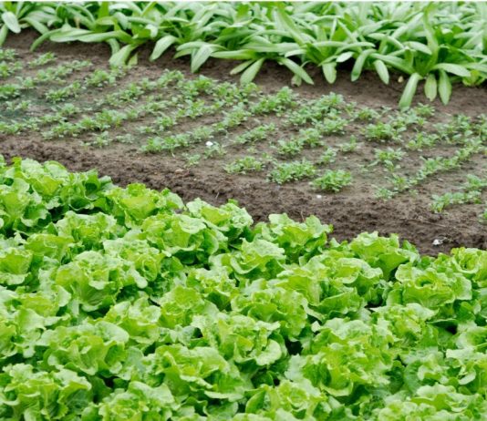 Com pandemia, aumentam exportações de hortaliças e frutas cítricas