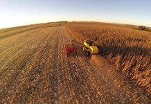 Valor bruto da produção agropecuária de 2020 deve chegar a R$ 742,4 bilhões