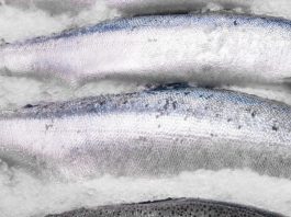 Exportações da piscicultura brasileira aumentam 33% no 1º semestre de 2020