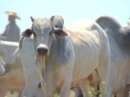 Arroba do boi gordo fecha semana com alta nos preços