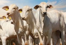 Boi gordo fechou a primeira semana de setembro em alta