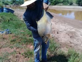 Em RO, cobrança de ICMS na comercialização do peixe tambatinga está isenta