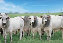 Preços da arroba do boi e carne se aproximam em setembro