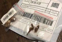 Em RO, Idaron alerta população sobre sementes enviadas pelos correiros de origem desconhecida