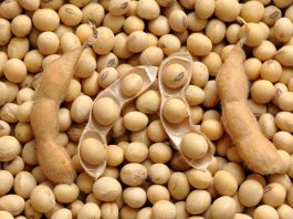 Soja é o principal produto agrícola em Rondônia segundo IBGE