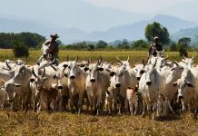 Porto Velho é o quarto município do país com maior rebanho bovino