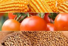 Municípios do Cone Sul se destacam na produção de soja, milho, tomate e cana-de-açúcar em RO; Vilhena entre os primeiros