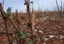 Governo avalia implantação do vazio sanitário do algodão em Rondônia