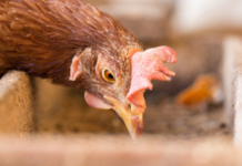 Avicultura investiu em sanidade e projeta 2021