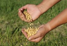 GenesisGroup abre inscrições para classificadores de grãos em diversas regiões do Brasil