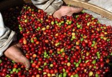 Rondônia supera expectativa e colhe 2,3 milhões de sacas de café na safra 2020