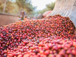 Safra de café deve ter superprodução de 63,08 milhões de sacas em 2020