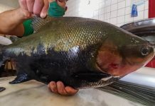 Piscicultura de RO é fortalecida com ações estratégicas do governo em 2020