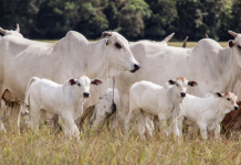 BOI: arroba se desvaloriza, mas reposição segue firme