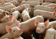 Custos de produção de suínos já subiram mais de 50% no ano