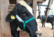 Método inédito avalia conforto térmico de vacas por meio de som