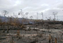 PF cumpre mandados de prisão, busca e apreensão visando desarticular grupo criminoso voltado para prática de crimes ambientais em RO