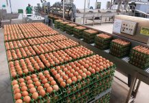 Produção de ovos é a maior em 33 anos