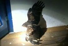 Novo secretário explica trabalho da SEMMA na captura de pombos no Museu Casa de Rondon em Vilhena