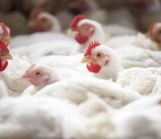 Preço do frango vivo segue firme, insumos caem e poder de compra reage