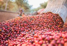 Cafeicultura brasileira tem menor área em produção das últimas duas décadas