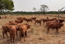 Embrapa testa sistema que permite de forma efetiva controlar carrapato-do-boi sem usar carrapaticidas