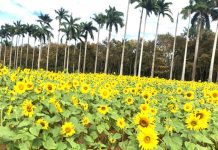 Plantação de girassóis da Embrapa encanta e vira atração em Estância Turística em RO