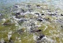 Sedam alerta pescadores sobre cumprimento do período de defeso no rios de RO
