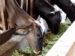 Silagem reforça alimentação do gado e evita quedas na produção de leite durante estiagem em RO