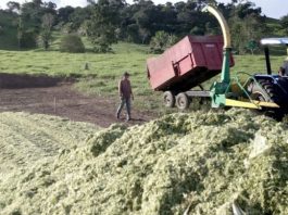 Silagem reforça alimentação do gado e evita quedas na produção de leite durante estiagem em RO