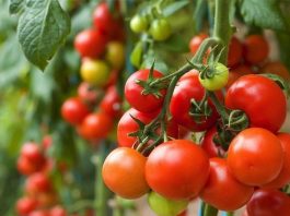 Pesquisadores identificam fungos que estimulam crescimento do tomate