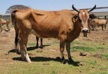 Algoritmo identifica bovinos individualmente no campo por meio de imagens