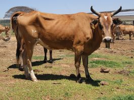 Algoritmo identifica bovinos individualmente no campo por meio de imagens