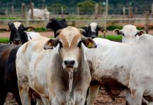 BOI GORDO: fevereiro chega ao fim com cotações estáveis