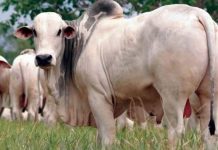 Alta no preço da arroba do boi gordo