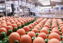 Produção de ovos cresce 3% e atinge nível recorde