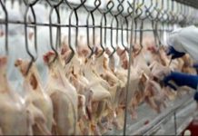Competitividade da carne de frango favorece vendas internas