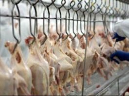 Competitividade da carne de frango favorece vendas internas