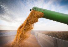 Produção de soja e aumento da área de milho impulsionam supersafra de grãos