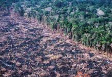 ARTIGO: qual o preço do “desenvolvimento” da humanidade?