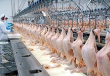 Pela segunda vez, preço do frango inteiro supera o dos cortes