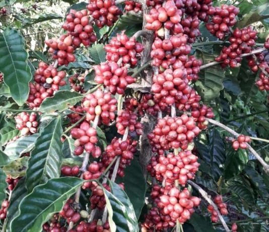 Rondônia abre colheita do café conilon com perspectiva de produção de 2 milhões de sacas para este ano