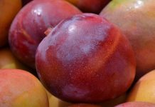 Exportação de manga brasileira bate recorde em 2020 totalizando US$ 246 milhões