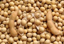 SOJA: demandas interna e externa aquecidas mantêm preços em alta