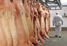 Exportações de carne suína registram maior volume mensal da história