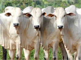 Oferta curta e alta no preço da arroba do boi gordo