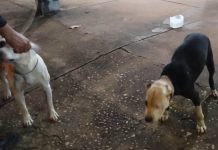 PM procura proprietário de casal de Pit bull que apareceu no quartel